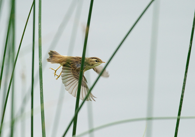 Sivsanger - Sedge Warbler (Acrocephalus schoenobaenus) .jpg